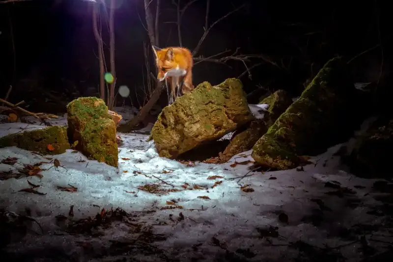 Cómo construir una trampa de cámara DIY para una increíble fotografía de vida silvestre.