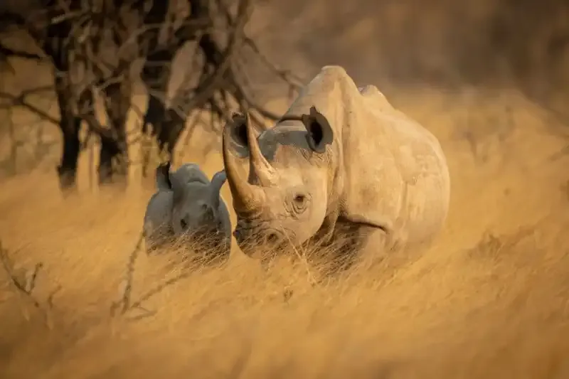 Hora Dorada: Cuando la luz del sol es cálida y las fotos son mágicas.