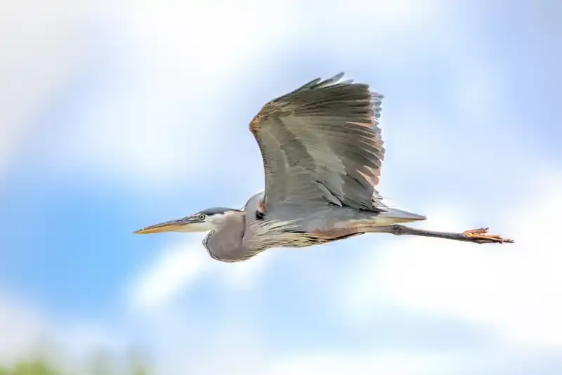 Cómo funciona el enfoque automático en fotografía