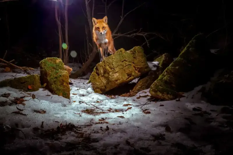 Cómo construir una trampa de cámara DIY para una increíble fotografía de vida silvestre.