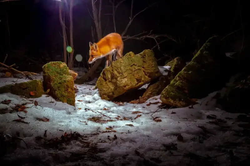 Cómo construir una trampa de cámara DIY para una increíble fotografía de vida silvestre.