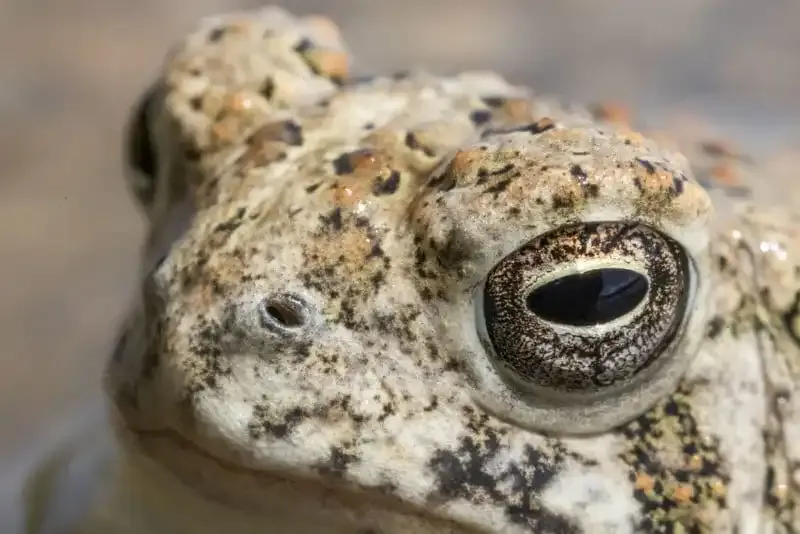 ¿Qué es el Focus Peaking? Una guía para la ayuda de enfoque manual.