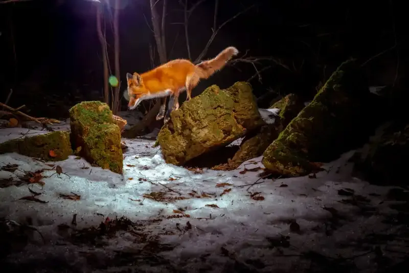 Cómo construir una trampa de cámara DIY para una increíble fotografía de vida silvestre.