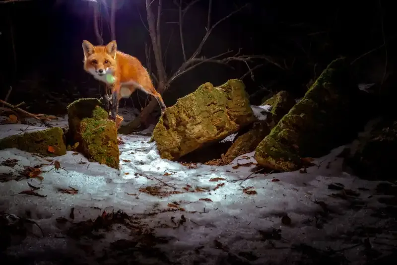 Cómo construir una trampa de cámara DIY para una increíble fotografía de vida silvestre.