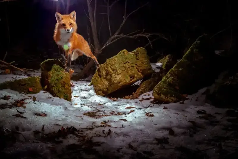 Cómo construir una trampa de cámara DIY para una increíble fotografía de vida silvestre.