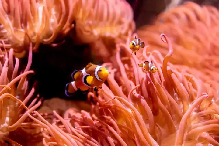 Cómo tomar mejores fotos de tus hijos