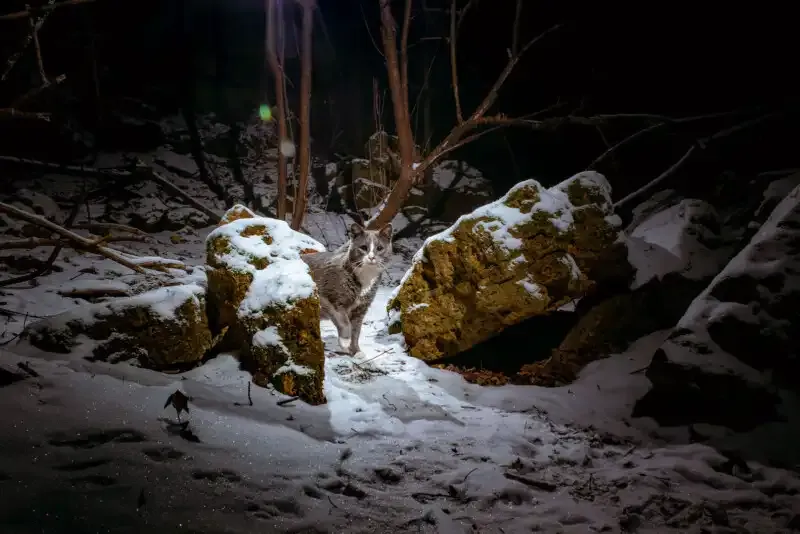 Cómo construir una trampa de cámara DIY para una increíble fotografía de vida silvestre.