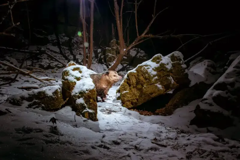 Cómo construir una trampa de cámara DIY para una increíble fotografía de vida silvestre.