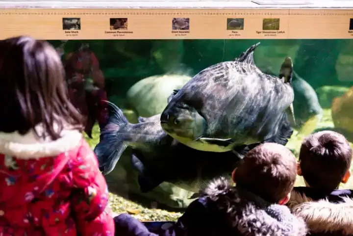 Cómo tomar mejores fotos de tus hijos