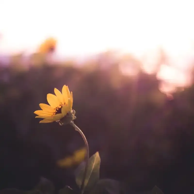 'Bokeh: Guía para fotógrafos'