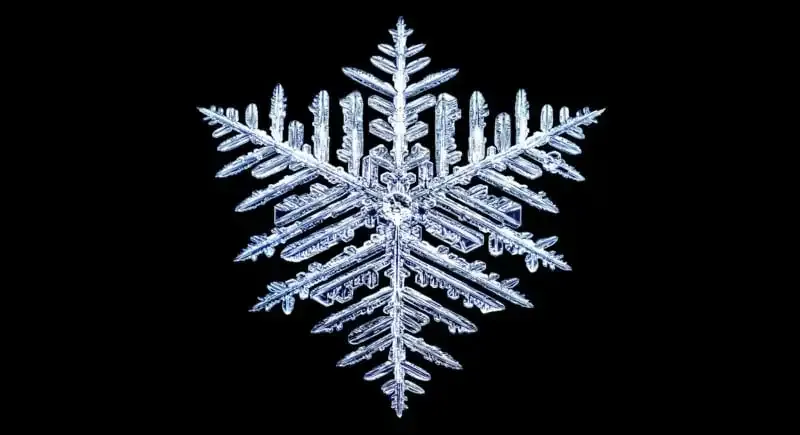 Cómo utilizar los teleconvertidores para la fotografía macro.