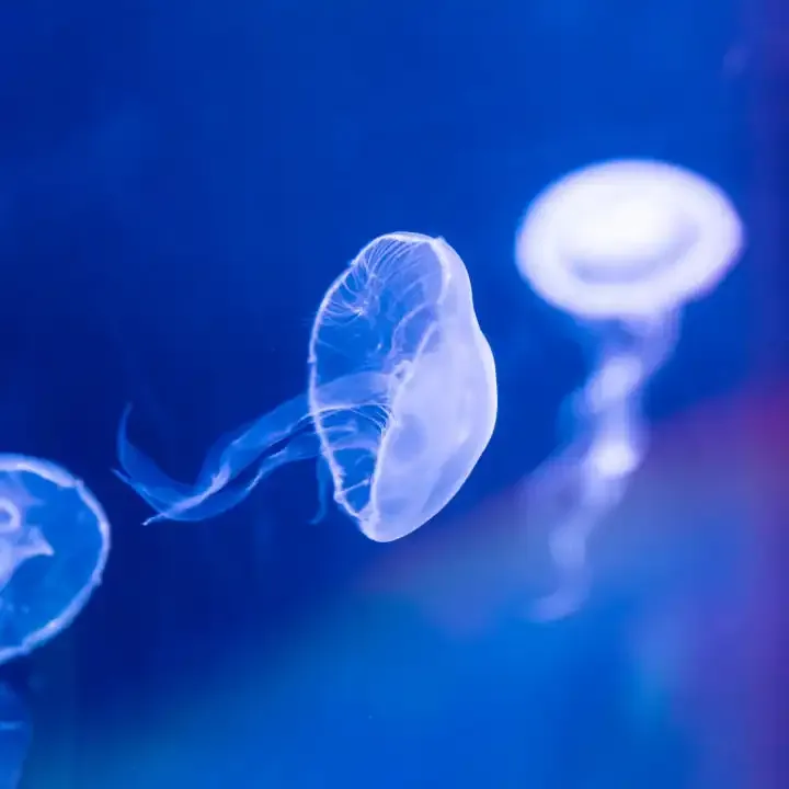 Cómo tomar mejores fotos de tus hijos