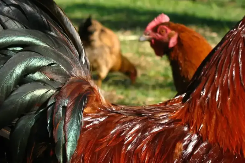 'Frame Within a Frame: Enmarcado natural para mejores composiciones fotográficas'