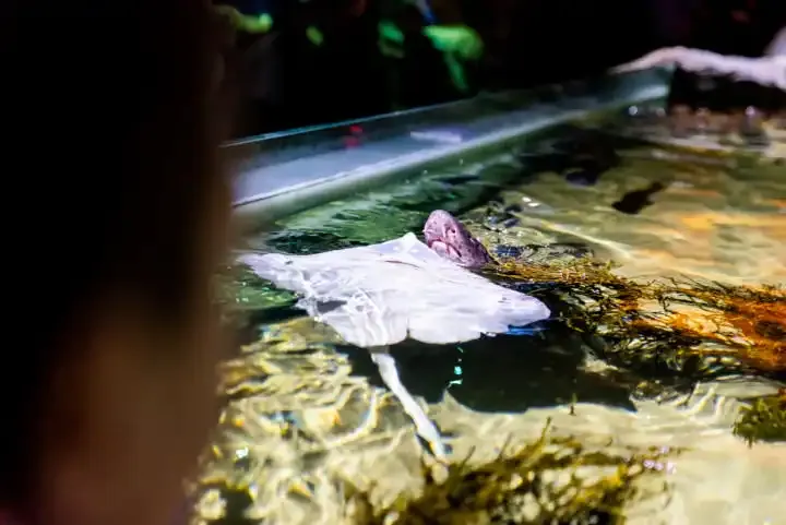 Cómo tomar mejores fotos de tus hijos