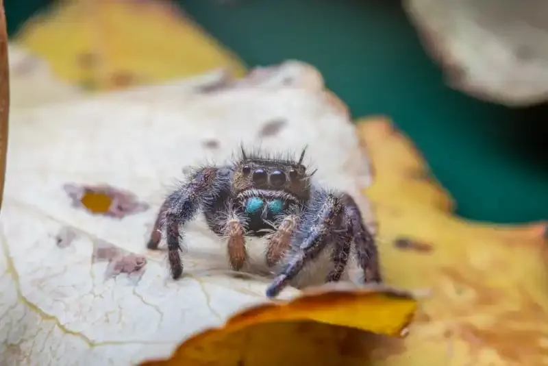 El diafragma en la fotografía: Una guía completa