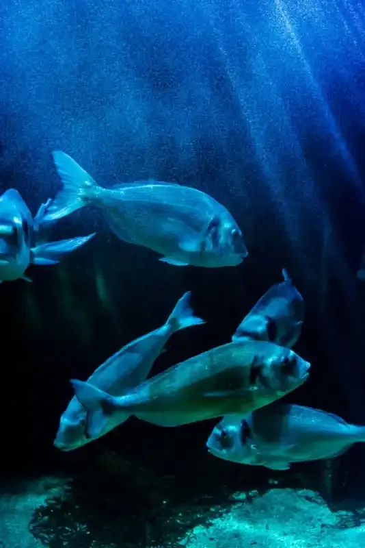 Cómo tomar mejores fotos de tus hijos