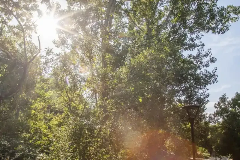 El diafragma en la fotografía: Una guía completa