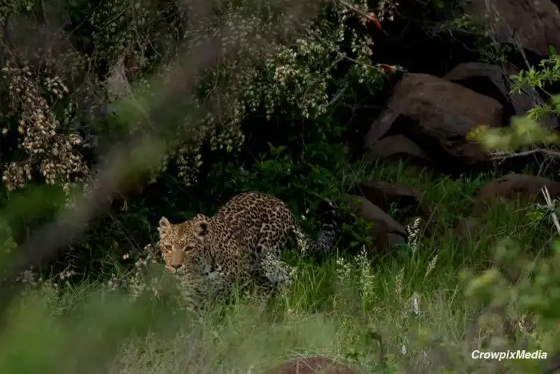 Cómo fotografiar a los cinco grandes animales de safari de África (con una cámara)