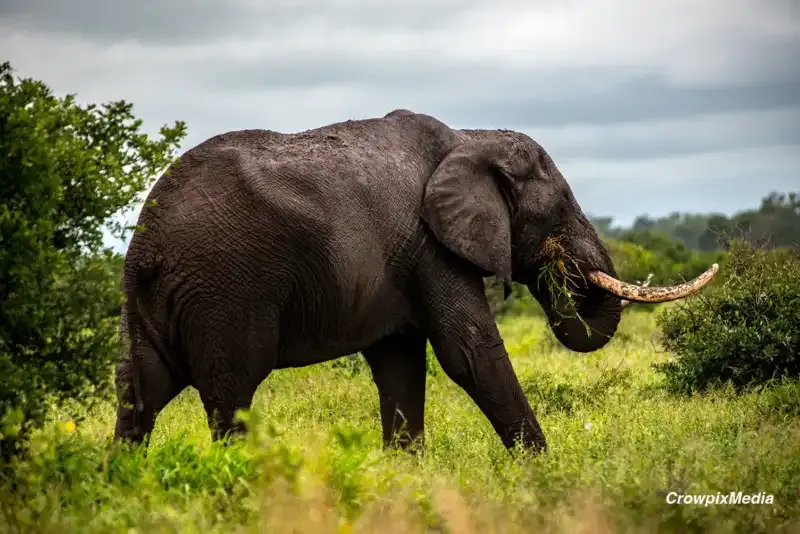 Cómo fotografiar a los cinco grandes animales de safari de África (con una cámara)