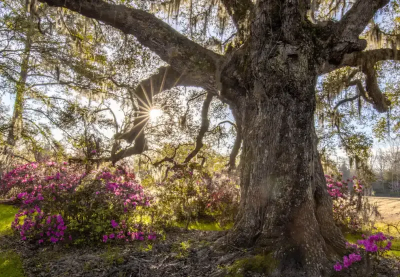 Halo de luz en la fotografía: Una guía completa.