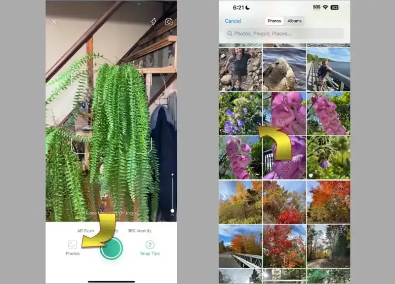 PictureThis: La mejor aplicación de cámara para identificar plantas.