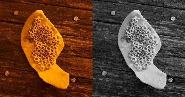 Fotografía en Blanco y Negro: La Guía del Principiante.