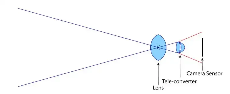 Cómo utilizar los teleconvertidores para la fotografía macro.