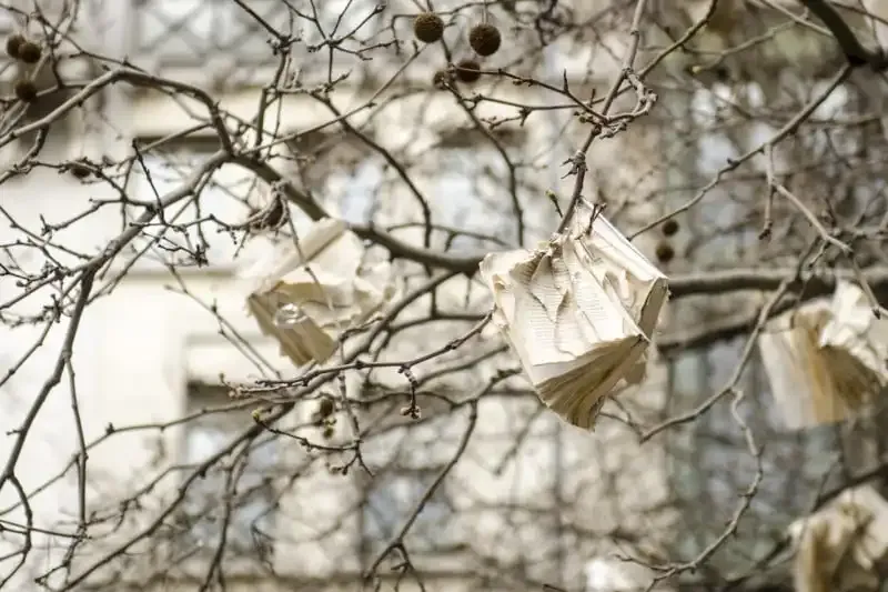 Explicación de la Profundidad de Campo