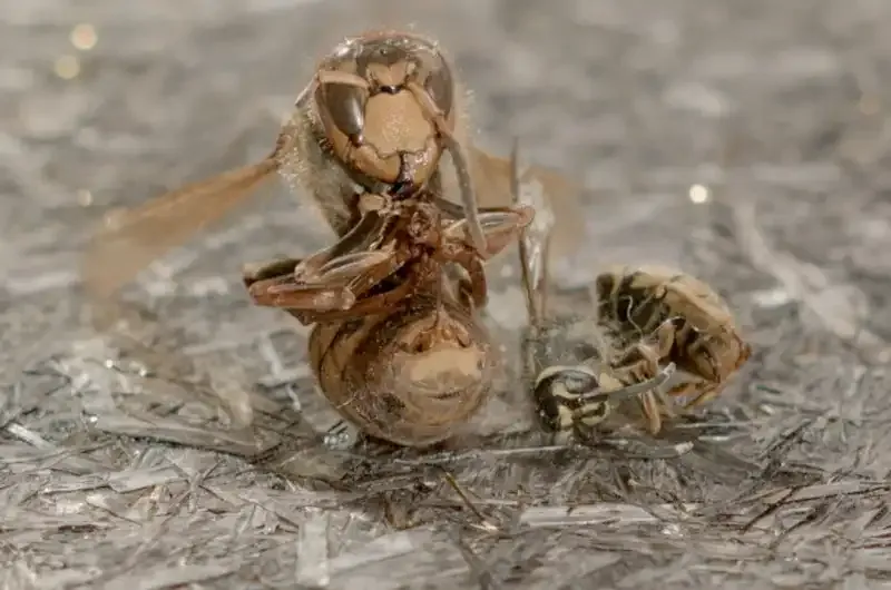 Cómo hackear una Game Boy Camera para usar lentes de cámara "reales"