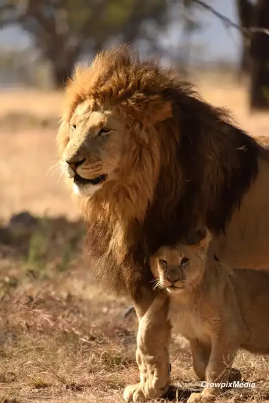 Cómo fotografiar a los cinco grandes animales de safari de África (con una cámara)
