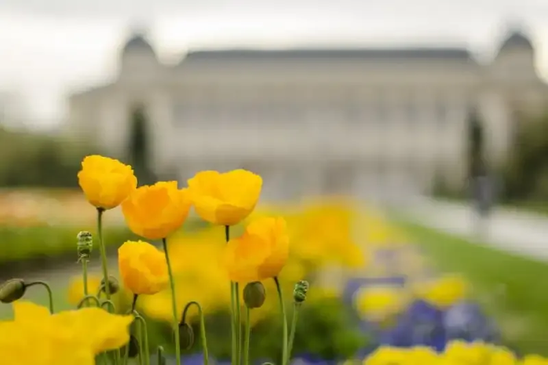 Explicación de la Profundidad de Campo