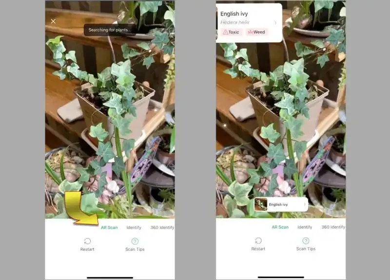 PictureThis: La mejor aplicación de cámara para identificar plantas.