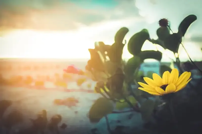 Guía de los modos de las cámaras digitales