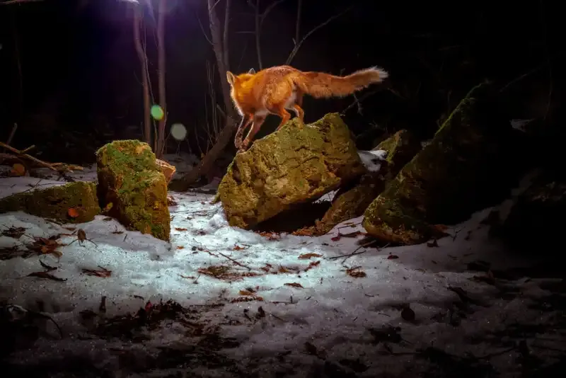 Cómo construir una trampa de cámara DIY para una increíble fotografía de vida silvestre.