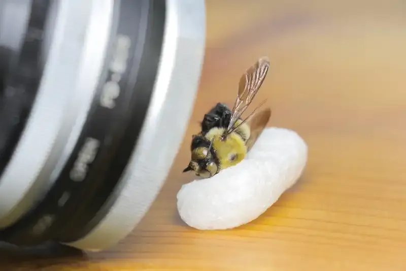 Cómo utilizar los teleconvertidores para la fotografía macro.
