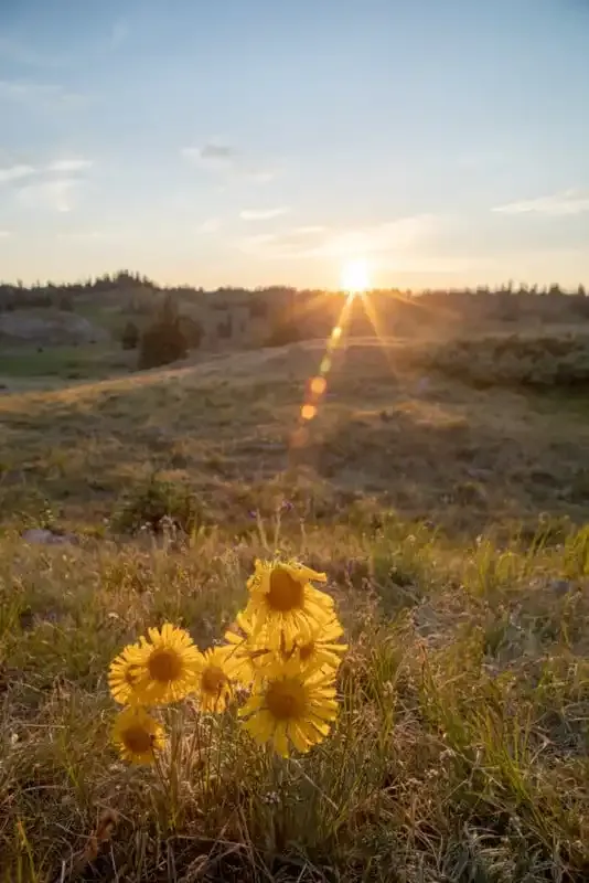 Hora Dorada: Cuando la luz del sol es cálida y las fotos son mágicas.