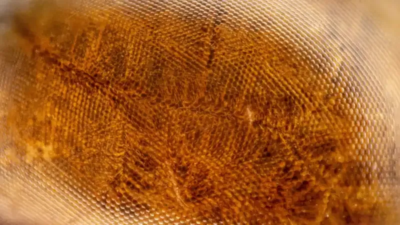 Cómo utilizar los teleconvertidores para la fotografía macro.