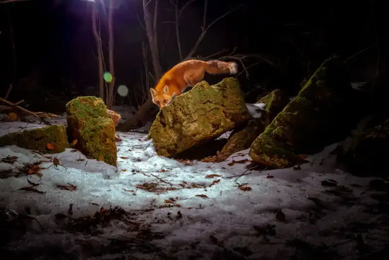 Cómo construir una trampa de cámara DIY para una increíble fotografía de vida silvestre.